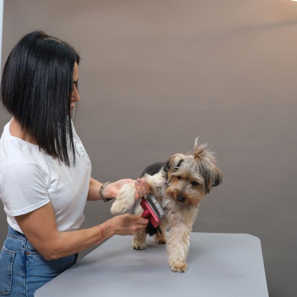 šišanje pasa klijenti 3